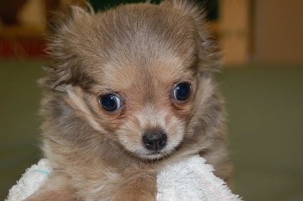 ロングコートチワワの子犬の写真No.201005251