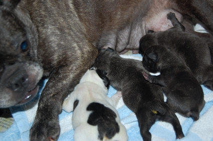 2010年9月8日産まれのフレンチブルドッグ子犬の写真