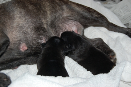 2010年9月16日産まれのフレンチブルドッグ子犬の写真