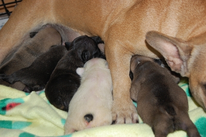 2010年11月28日産まれのフレンチブルドッグ子犬の写真