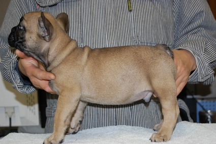 フレンチブルドッグの子犬の写真201011281-2