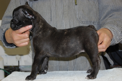 フレンチブルドッグの子犬の写真201011285-2