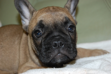 フレンチブルドッグの子犬の写真201011281
