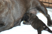 2013年11月12日生まれのフレンチブルドッグ子犬の写真