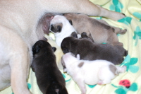 2013年11月27日生まれのフレンチブルドッグ子犬の写真