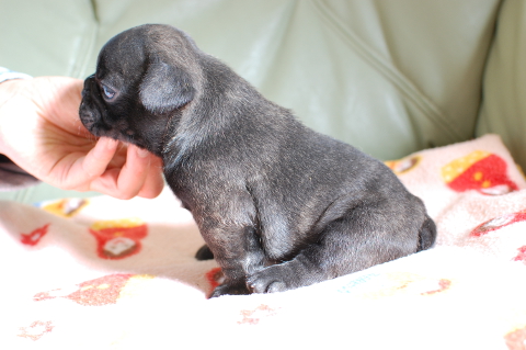 フレンチブルドッグの子犬の写真201311121-2