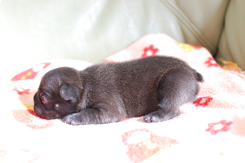 フレンチブルドッグの子犬の写真201311272-2