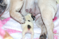 2014年6月28日生まれのフレンチブルドッグ子犬の写真