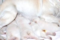 2014年10月19日生まれのフレンチブルドッグ子犬の写真