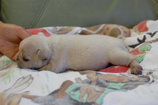 フレンチブルドッグの子犬の写真201410191-2