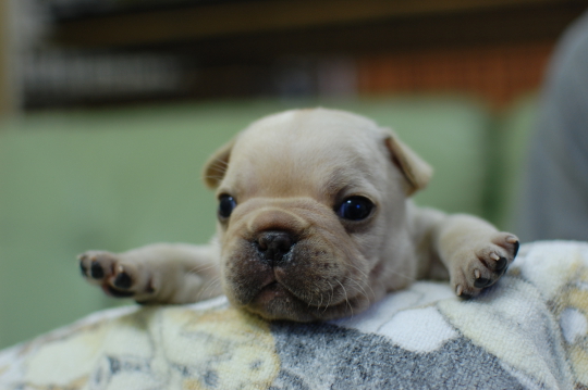 フレンチブルドッグの子犬の写真201501202