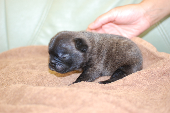 フレンチブルドッグの子犬の写真201508033-2