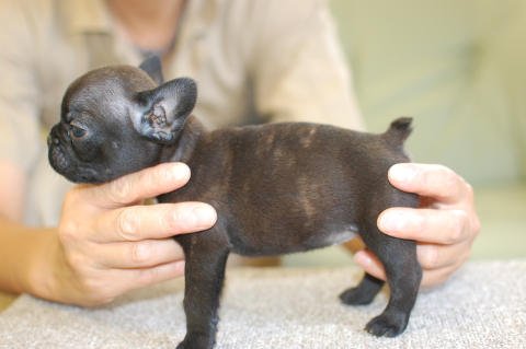 フレンチブルドッグの子犬の写真201508036-2