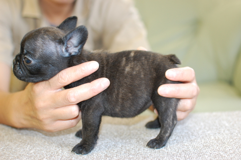 フレンチブルドッグの子犬の写真201508034-2