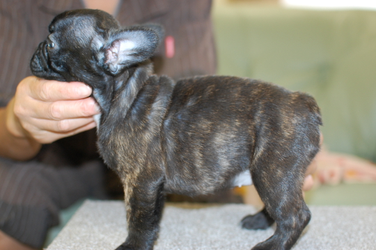 フレンチブルドッグの子犬の写真201508035-2