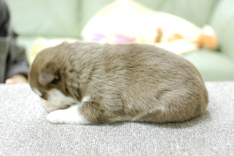 シベリアンハスキーの子犬の写真201312271-2