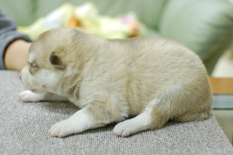 シベリアンハスキーの子犬の写真201312273-2