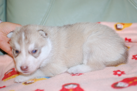 シベリアンハスキーの子犬の写真201312273-2