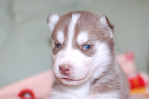 シベリアンハスキーの子犬の写真201312275
