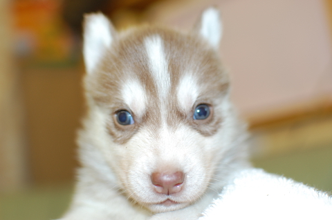シベリアンハスキーの子犬の写真201312276