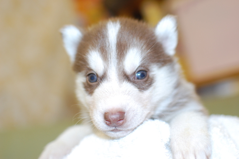 シベリアンハスキーの子犬の写真201312272