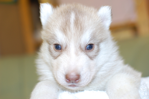 シベリアンハスキーの子犬の写真201312273