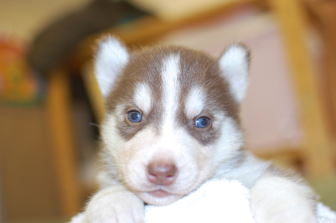 シベリアンハスキーの子犬の写真201312274
