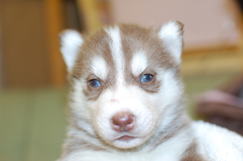 シベリアンハスキーの子犬の写真201312275