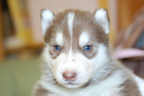 シベリアンハスキーの子犬の写真201312271