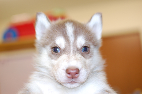 シベリアンハスキーの子犬の写真201312276