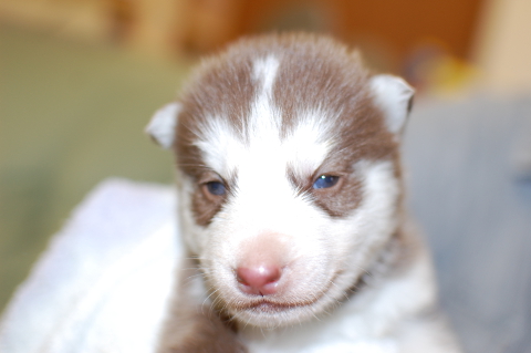 シベリアンハスキーの子犬の写真201401141