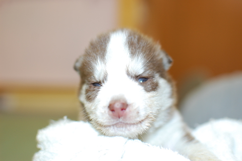 シベリアンハスキーの子犬の写真201401142