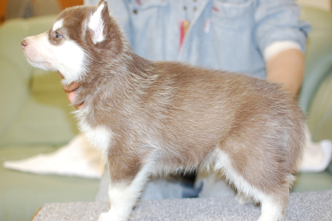 シベリアンハスキーの子犬の写真201312271-2