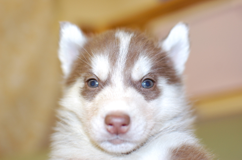 シベリアンハスキーの子犬の写真201312272