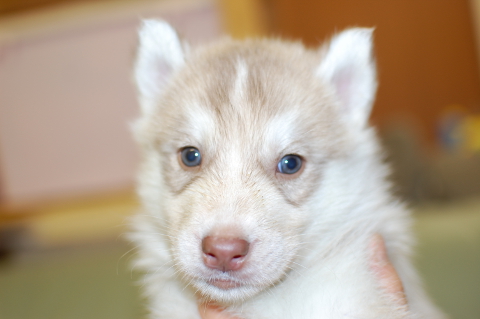 シベリアンハスキーの子犬の写真201312273