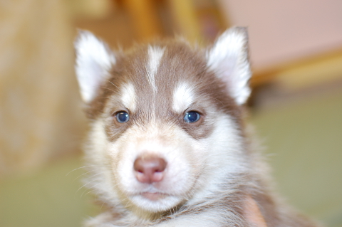 シベリアンハスキーの子犬の写真201312271