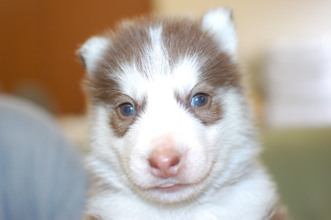 シベリアンハスキーの子犬の写真201401141