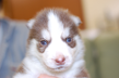 シベリアンハスキーの子犬201401142