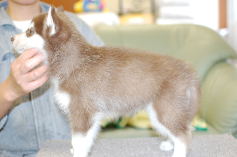 シベリアンハスキーの子犬の写真201312271-2