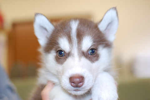 シベリアンハスキーの子犬の写真201312272