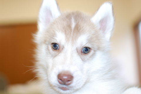 シベリアンハスキーの子犬の写真201312273