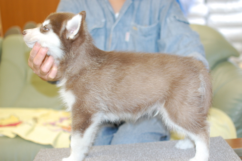 シベリアンハスキーの子犬の写真201312271-2