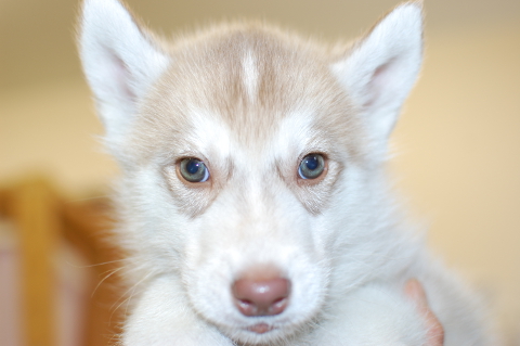 シベリアンハスキーの子犬の写真201312273