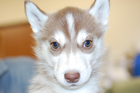 シベリアンハスキーの子犬の写真201312276