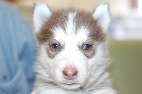 シベリアンハスキーの子犬の写真201401141