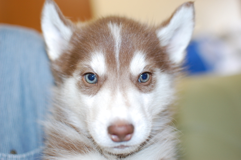 シベリアンハスキーの子犬の写真201312271