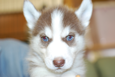 シベリアンハスキーの子犬の写真201401142