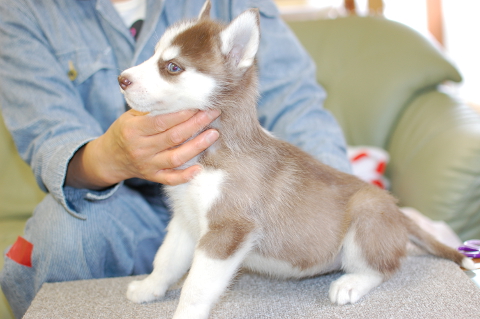 シベリアンハスキーの子犬の写真201401142-2