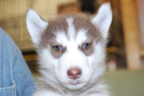 シベリアンハスキーの子犬の写真201401141