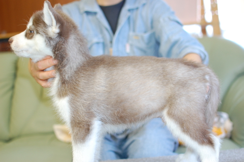 シベリアンハスキーの子犬の写真201401141-2